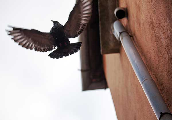 Los sistemas anti-pájaros en Madrid protegen tu edificio sin dañar a las aves