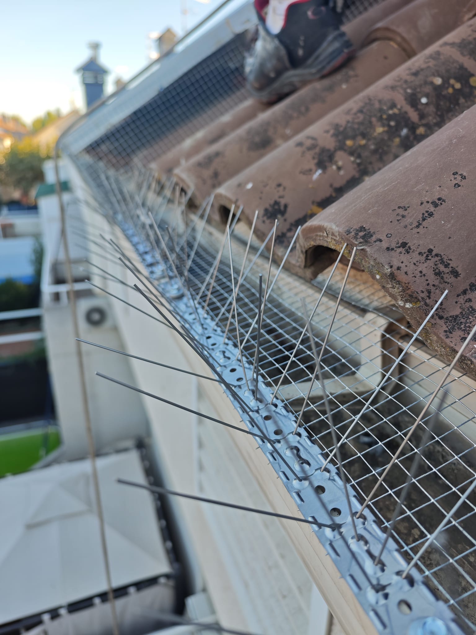 CANALÓN ANTIPAJAROS